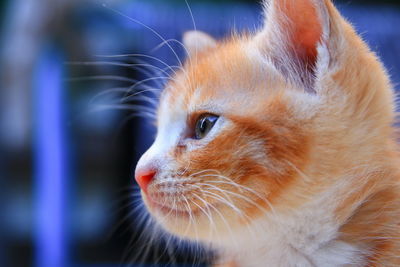 Close-up of cat looking away