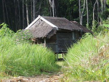 Hut in forest