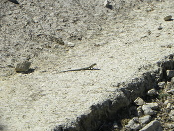 Close-up of eagle flying over rock