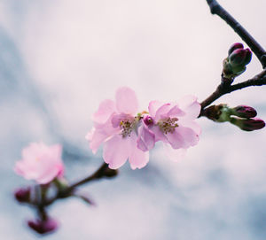 Close-up of pink cherry blossoms in spring