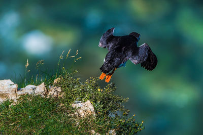 Close-up of eagle flying against blurred background