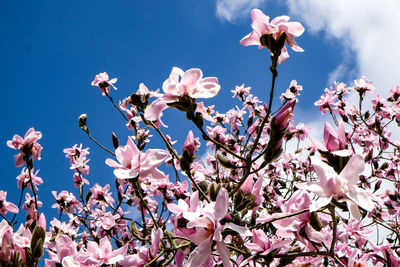 Low angle view of cherry blossoms against sky