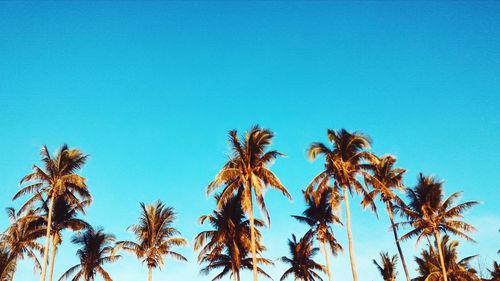 Low angle view of palm trees against blue sky