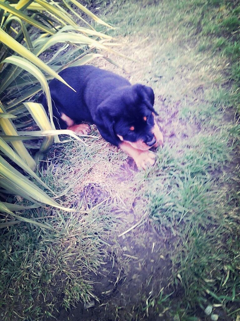 pets, domestic animals, one animal, mammal, animal themes, dog, grass, field, high angle view, looking at camera, portrait, relaxation, sitting, pet collar, plant, lying down, full length, day, outdoors, no people