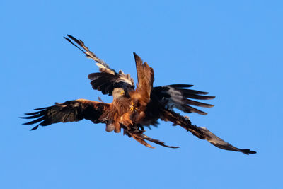 Low angle view of eagle flying against clear blue sky