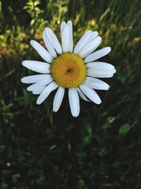 Close-up of flower blooming outdoors