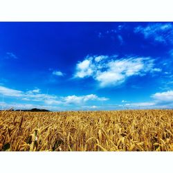 Scenic view of agricultural field against blue sky