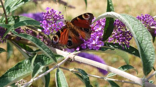 butterfly