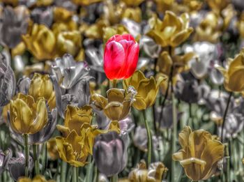 Close-up of yellow tulips