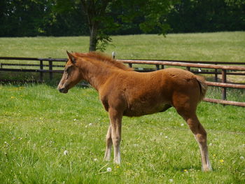 Young horse in a field