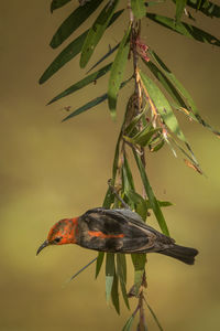 Close-up of bird perching on a plant