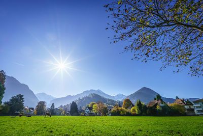 Scenic view of field against clear blue sky