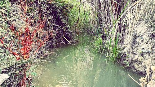 Scenic view of river amidst trees in forest