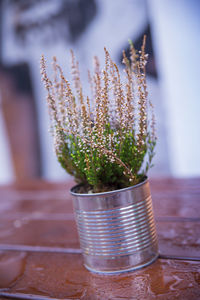 Close-up of potted plant on table