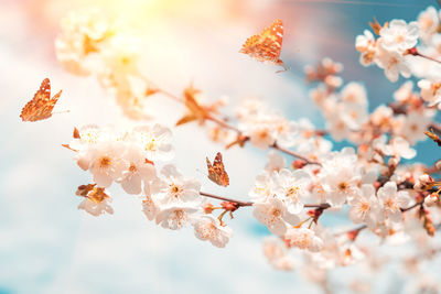 Close-up of cherry blossoms on tree