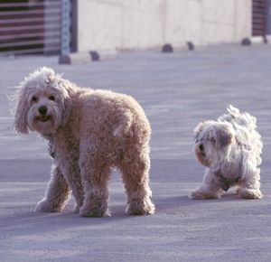 Dogs playing on street