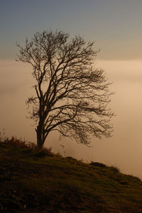 Bare tree on field against sky at sunset