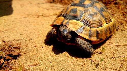 High angle view of turtle on field