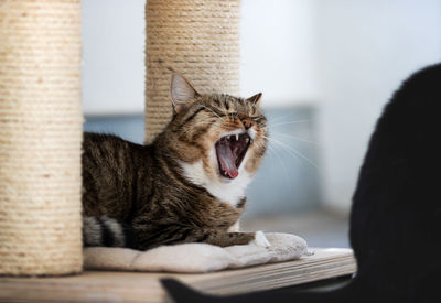 Close-up of cat yawning