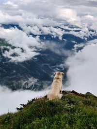 Dog sitting on mountain