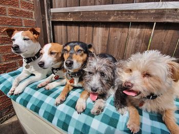 Portrait of dogs on wood