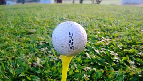 Close-up of grassy field