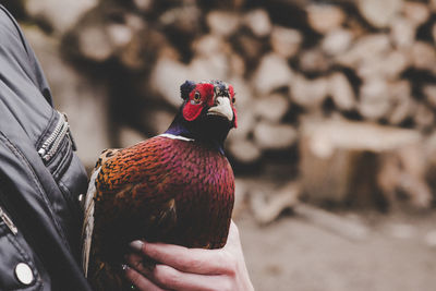 Close-up of hand holding bird