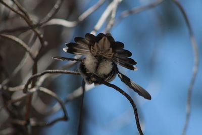 Close-up of flower against blurred background