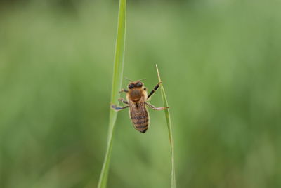 Close-up of butterfly on grass