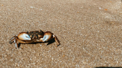 Close-up of crab on sand at beach