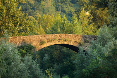 Arch bridge amidst trees in forest