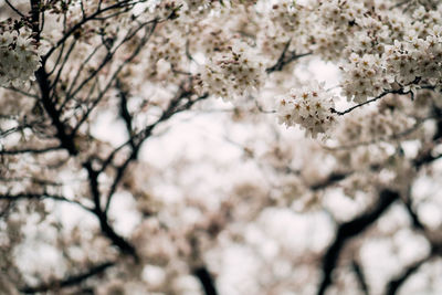 Low angle view of apple blossoms in spring