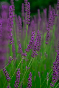 Close-up of purple flowering plants on field