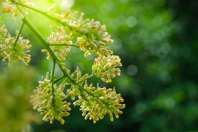 Close-up of flowering plant against blurred background