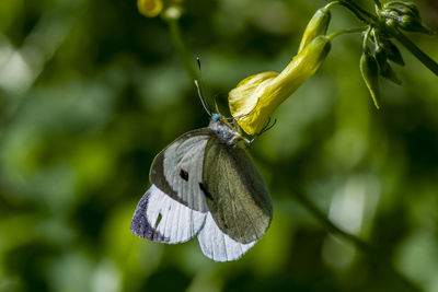 Close-up of butterfly pollinating on flower