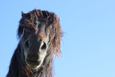 Close-up of funny looking horse
