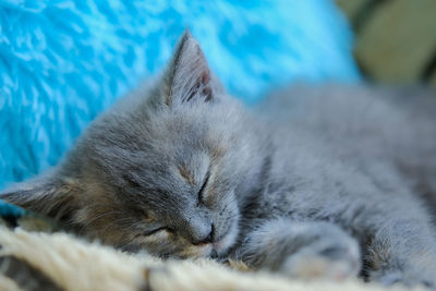 Close-up of a tiny napping kitten on the background of a blue pillow