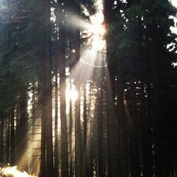 Sun shining through trees