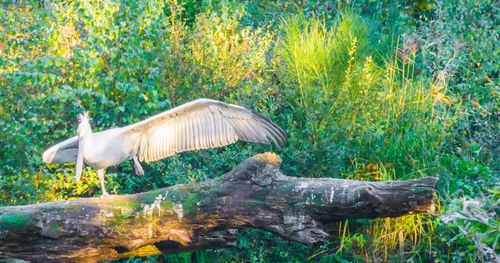 View of birds in the forest