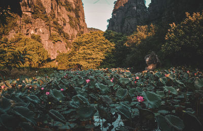 Scenic view of flowering plants by rocks against mountain