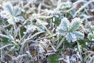 Close-up of frozen plant on field