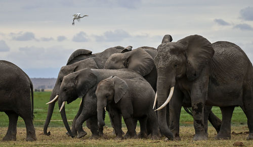 Elephants drinking water