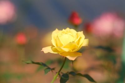Close-up of yellow rose blooming outdoors