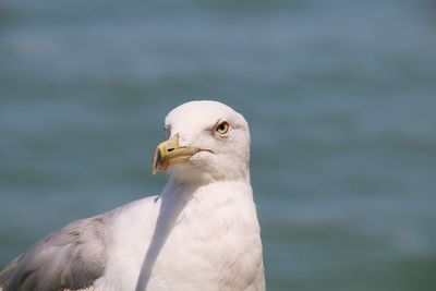 Close-up of seagull