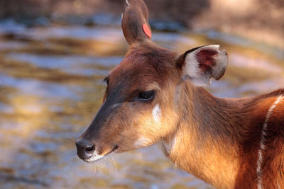 Female east african sitatunga called tragelaphus spekii spekii is a swamp dwelling antelope 