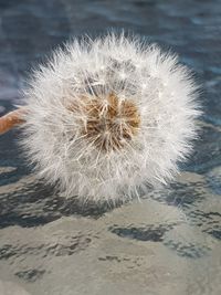 Close-up of dandelion on land