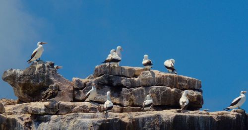 Seagull perching on rock against clear blue sky