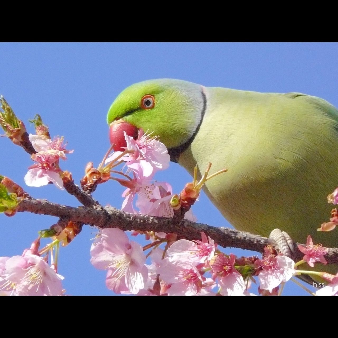 animal themes, low angle view, flower, transfer print, bird, one animal, branch, wildlife, animals in the wild, auto post production filter, clear sky, close-up, nature, freshness, perching, tree, beauty in nature, no people, blossom, growth