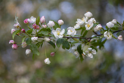 Close-up of white cherry blossom tree