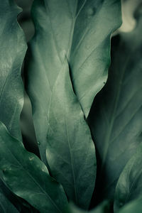 Full frame shot of leaves